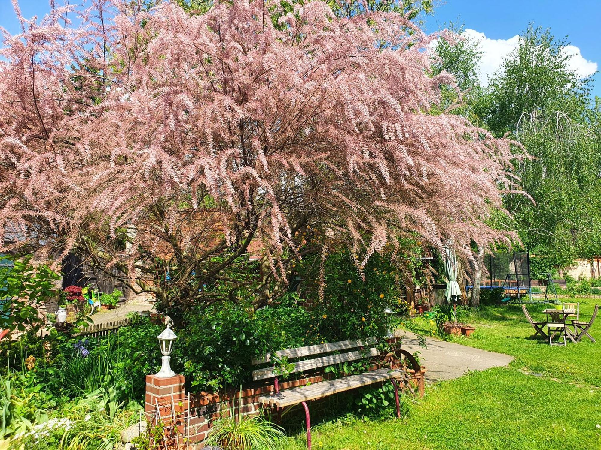 Ferienhof Gruene Kuh Elsteraue Esterno foto