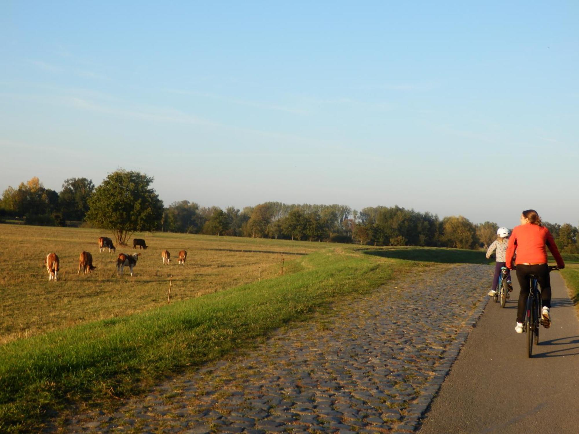 Ferienhof Gruene Kuh Elsteraue Esterno foto